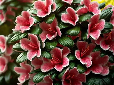 Evergreen Azalea (Rhododendron ‘Cascade’)