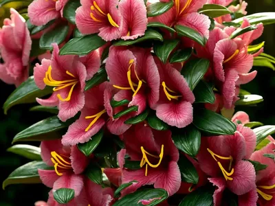 Evergreen Azalea (Rhododendron ‘Conlep’ Autumn Twist)
