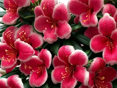 Evergreen Azalea (Rhododendron ‘Girard’s Crimson’)