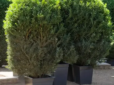 Evergreen Oak (Quercus Ilex)