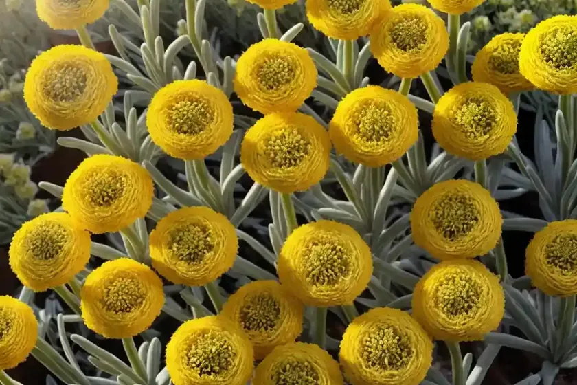 Everlasting flower (helichrysum bellum) — photo 3