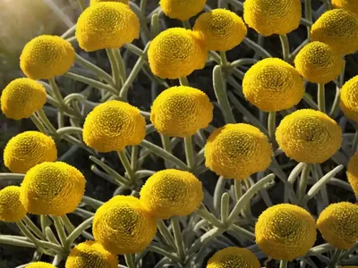 Everlasting Flower (Helichrysum Bellum)