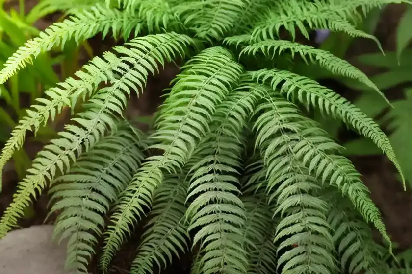 Eyelash fern (actiniopteris semiflabellata) — photo 2