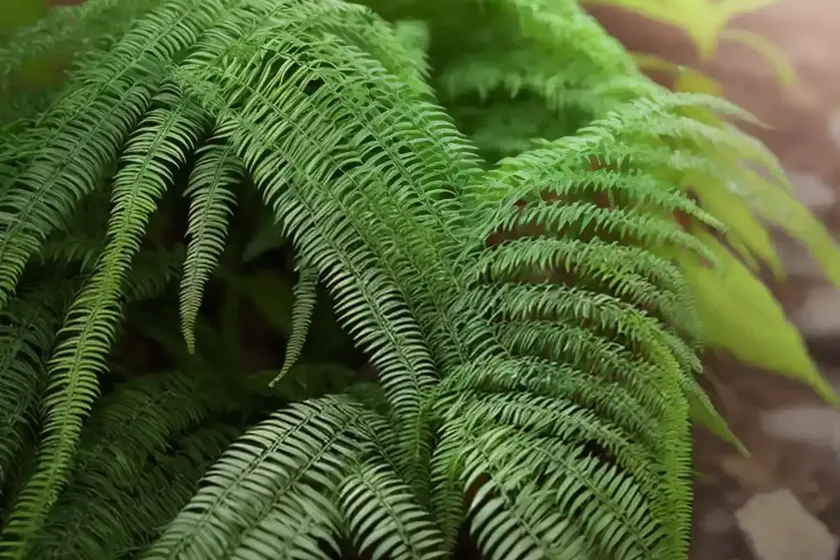 Eyelash fern (actiniopteris semiflabellata) — photo 3