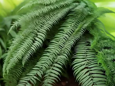 Eyelash Fern (Actiniopteris Semiflabellata)
