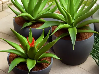 False Aloe (Manfreda Virginica)
