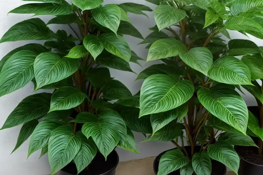 False aralia (schefflera elegantissima) — photo 2