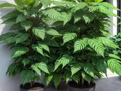 False Aralia (Schefflera Elegantissima)