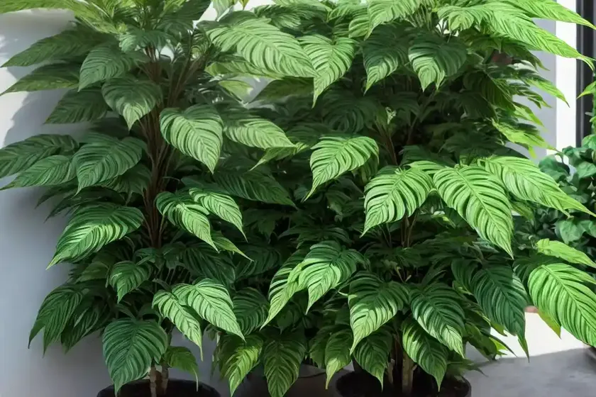 False aralia (schefflera elegantissima)