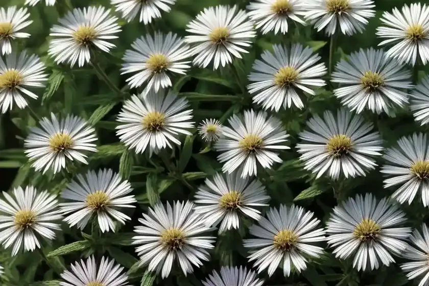 False aster (boltonia asteroides) — photo 2