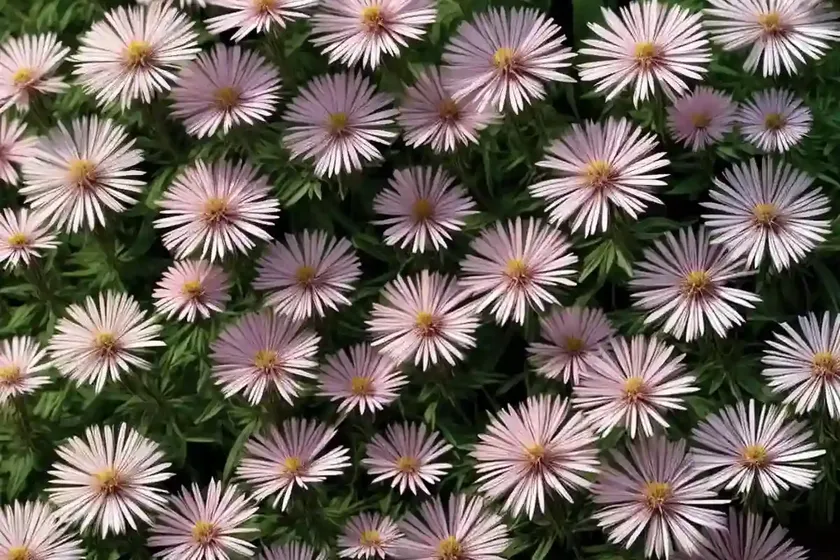 False Aster (Boltonia Asteroides ‘Pink Beauty’) — photo 2