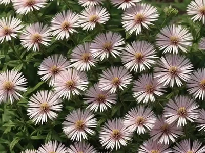 False Aster (Boltonia Asteroides ‘Pink Beauty’)