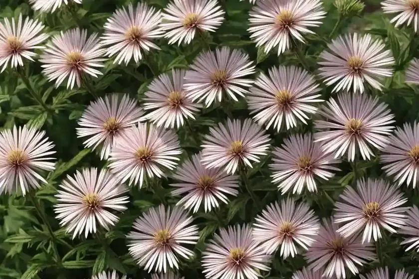False Aster (Boltonia Asteroides ‘Pink Beauty’)