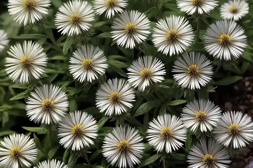 False aster (boltonia asteroides var. latisquama ‘nana’) — photo 2