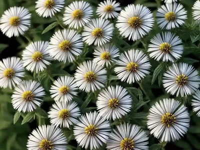 False Aster (Boltonia Asteroides Var. Latisquama ‘Nana’)
