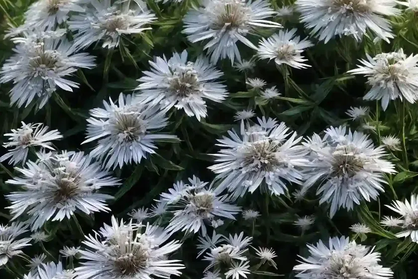 False aster (boltonia asteroides var. latisquama ‘snowbank’) — photo 2