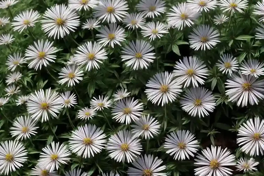 False aster (boltonia asteroides var. latisquama ‘snowbank’) — photo 3