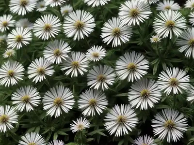 False Aster (Boltonia Asteroides Var. Latisquama ‘Snowbank’)