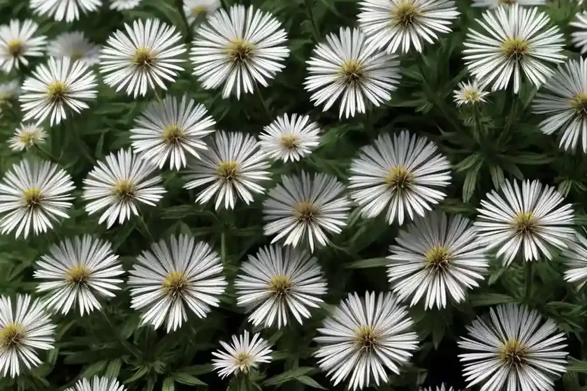 False aster (boltonia asteroides var. latisquama ‘snowbank’)