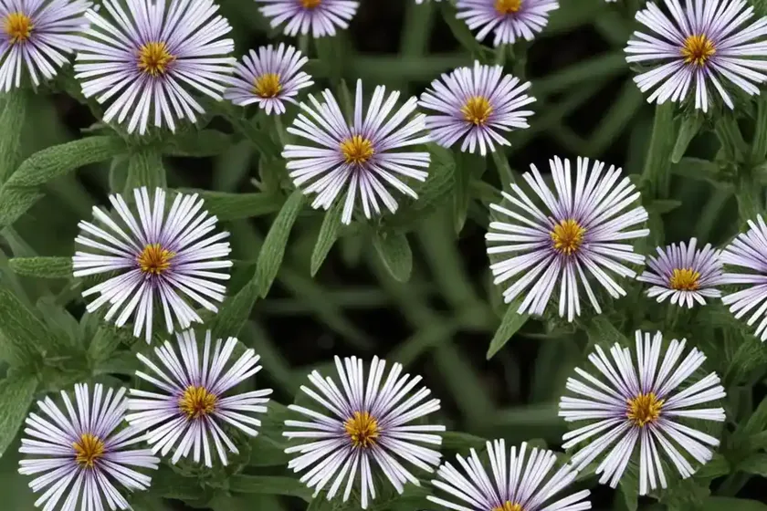 False aster (kalimeris pinnatifida) — photo 3