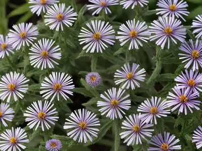 False Aster (Kalimeris Pinnatifida)