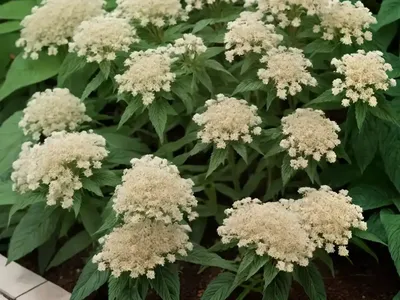 False Boneset (Brickellia Eupatorioides)