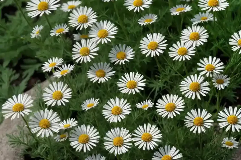 False chamomile (boltonia asteroides var. latisquama) — photo 3