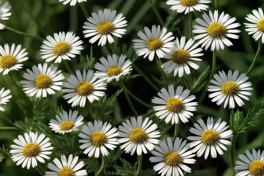 False chamomile (boltonia asteroides var. latisquama)