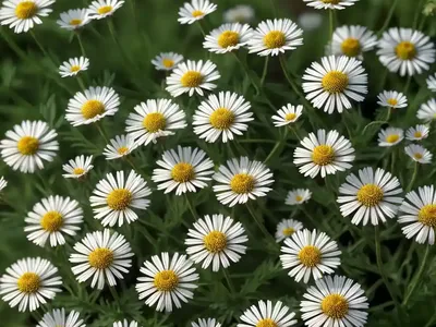 False Chamomile (Boltonia Asteroides Var. Latisquama ‘Masbolimket’ JIM CROCKETT)