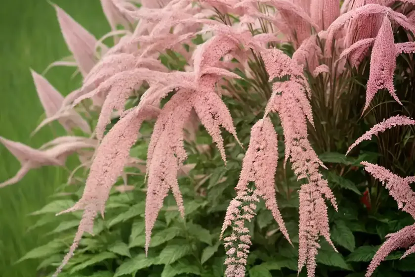 False goat’s beard (astilbe) — photo 2