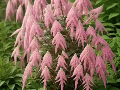 False Goat’s Beard (Astilbe)