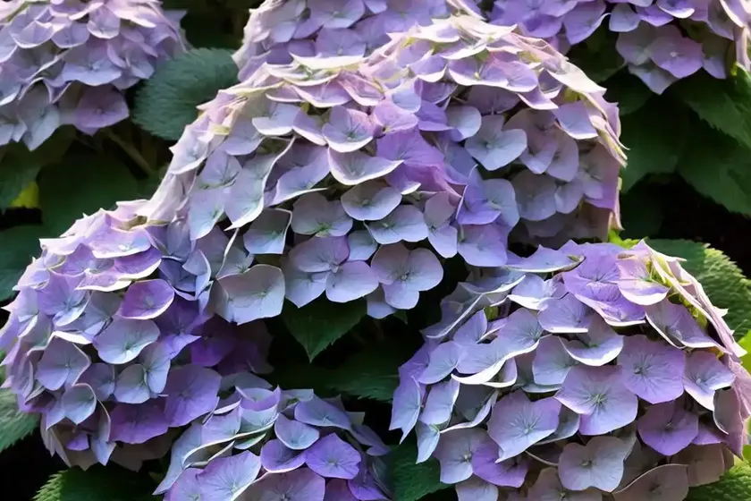 False Hydrangea (Deinanthe Bifida) — photo 2
