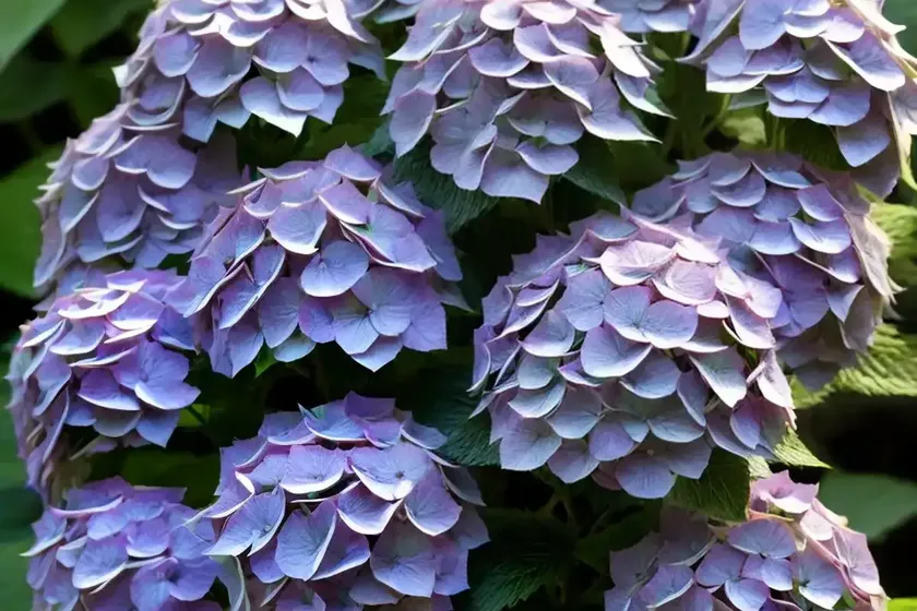 False Hydrangea (Deinanthe Bifida) — photo 3