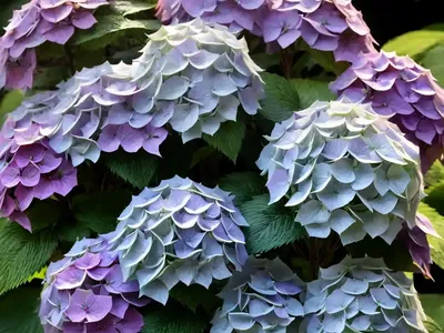 False Hydrangea (Deinanthe Bifida)