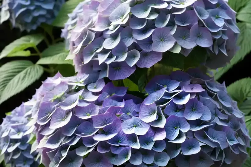 False hydrangea (deinanthe caerulea) — photo 2