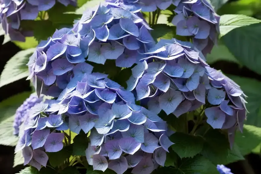 False hydrangea (deinanthe caerulea) — photo 3