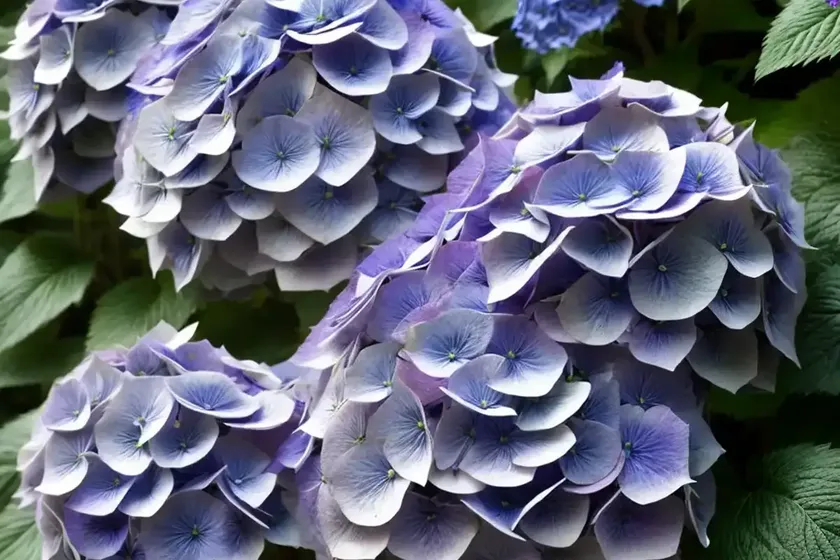 False hydrangea (deinanthe caerulea)