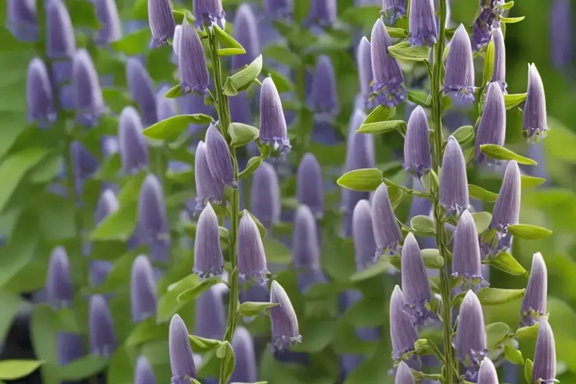 False indigo (baptisia alba (pendula group) — photo 2