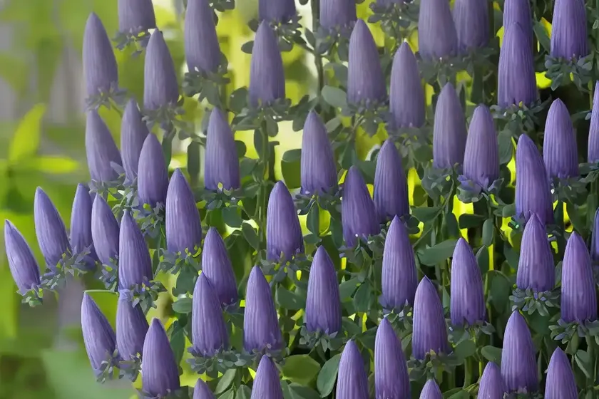 False indigo (baptisia alba (pendula group) — photo 3