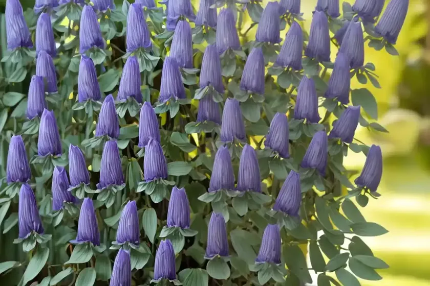 False indigo (baptisia alba (pendula group)