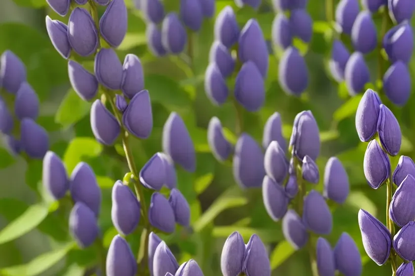 False indigo (baptisia bracteata) — photo 2