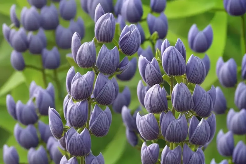 False indigo (baptisia bracteata) — photo 3