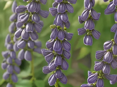 False Indigo (Baptisia Bracteata)