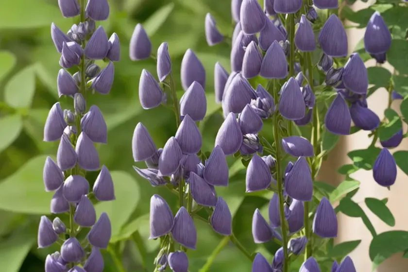 False indigo (baptisia bracteata var. leucophaea) — photo 2
