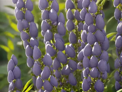 False Indigo (Baptisia ‘Lemon Meringue’)