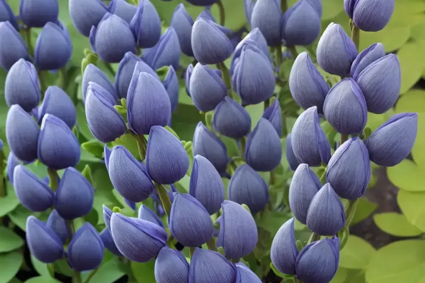 False indigo (baptisia x variicolor ‘twilite’ twilite prairieblues) — photo 2