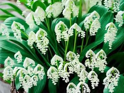 False Lily Of The Valley (Maianthemum Bifolium)