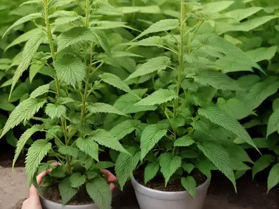 False Nettle (Boehmeria Biloba)