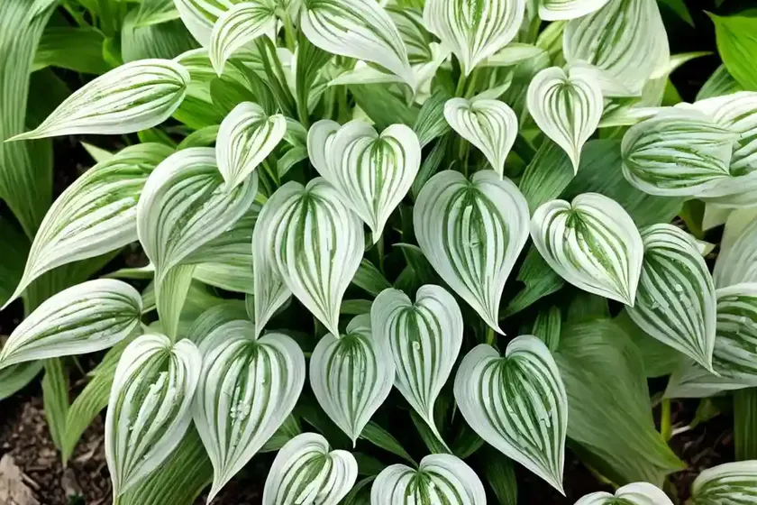 False solomon’s seal (maianthemum henryi) — photo 3