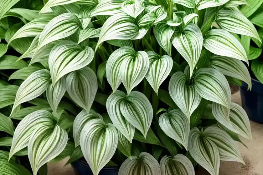 False solomon’s seal (maianthemum racemosum) — photo 3